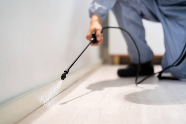 Professional exterminator conducting IPM assessment in Grafton